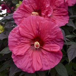 SUMMERIFIC® Evening Rose Perennial Hibiscus, Hardy Hibiscus, Hibiscus x 'Evening Rose'
